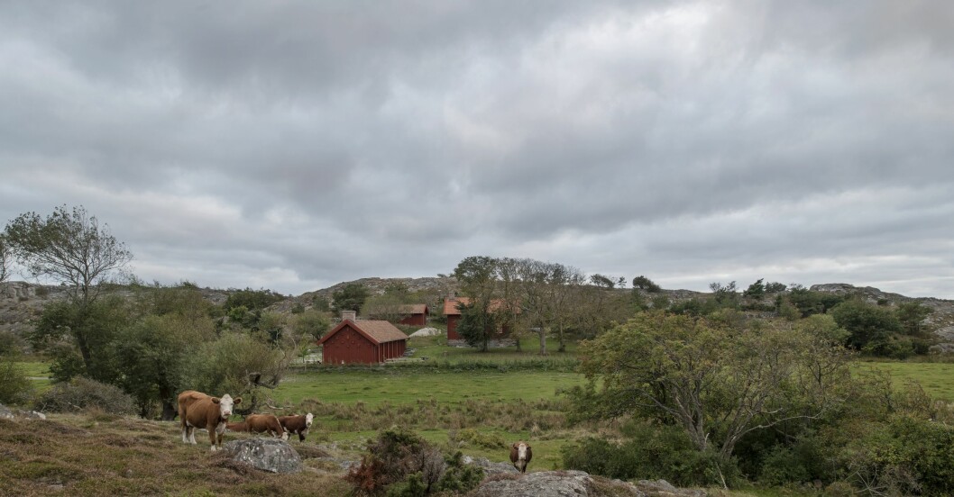 Gården Äggdal som en gång i tiden inhyste fattiga torpare. Tomten ligger mitt i ett naturreservat och Wingårdhs har valt att bara sätta upp ett osynligt staket med eltrådar. Åt väster har de inget staket alls utan bara ett så kallat ha-ha, en nivåskillnad som stoppar korna från att komma in. Hemma hos Gert Wingårdh på Äggdal