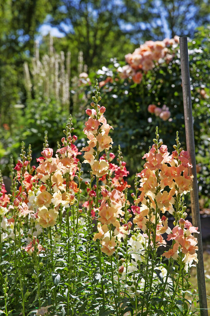Lejongap, Antirrhinum majus, doftar gott och är hög, tålig och vacker. Höga väldoftande blommor.