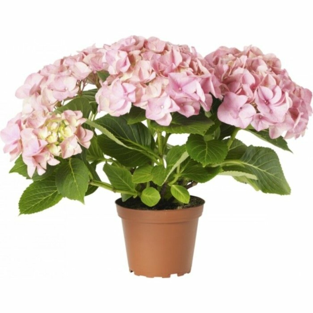 hortensia