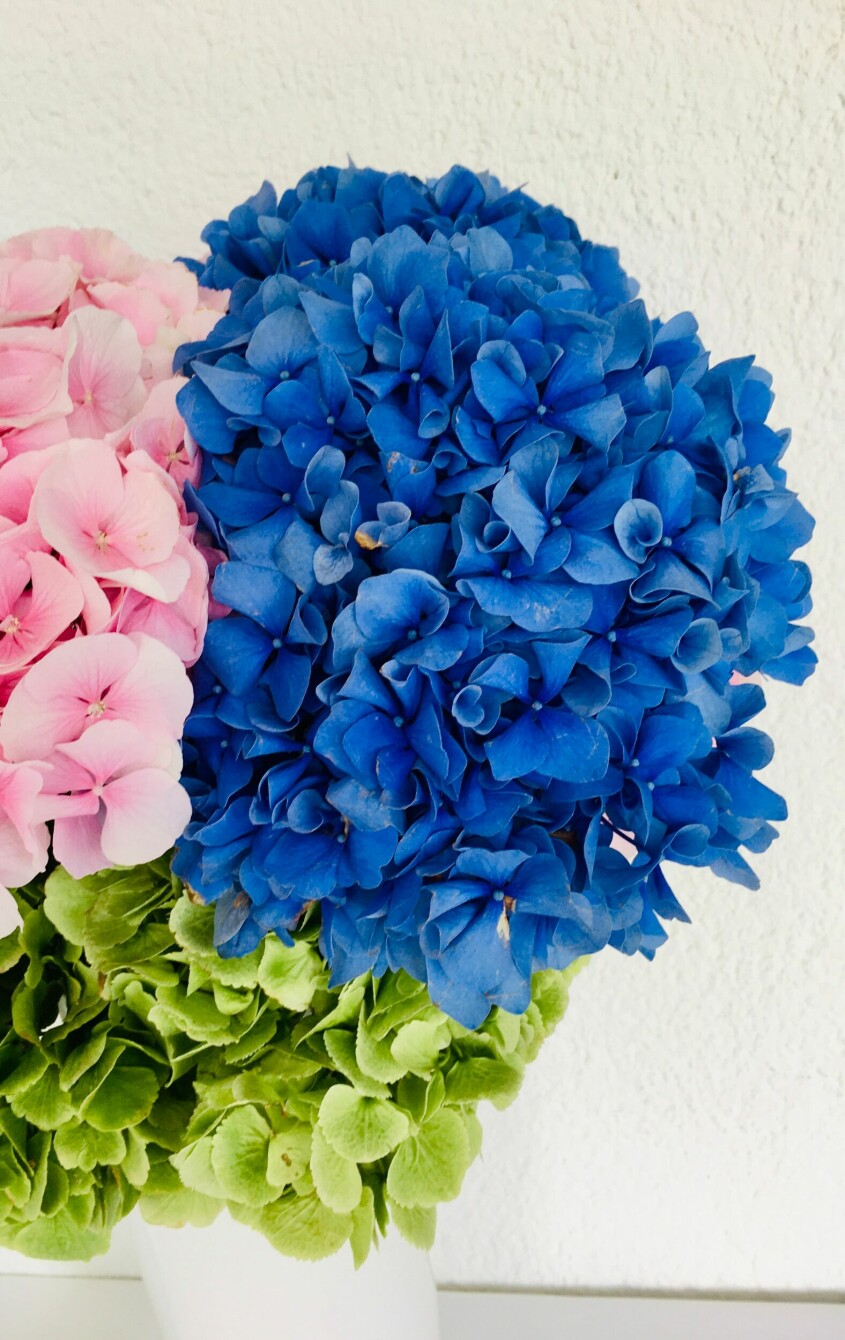 Den storslagna hortensian är även vacker i torkad form. Snittblommor enligt stjärntecken blomtrender, hortensia