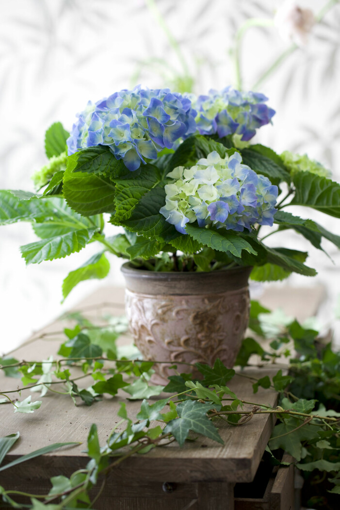 Hortensia och murgröna är båda blomfavoriter som är känsliga för torka. Foto: Blomsterlandet. Så tar du hand om hortensia