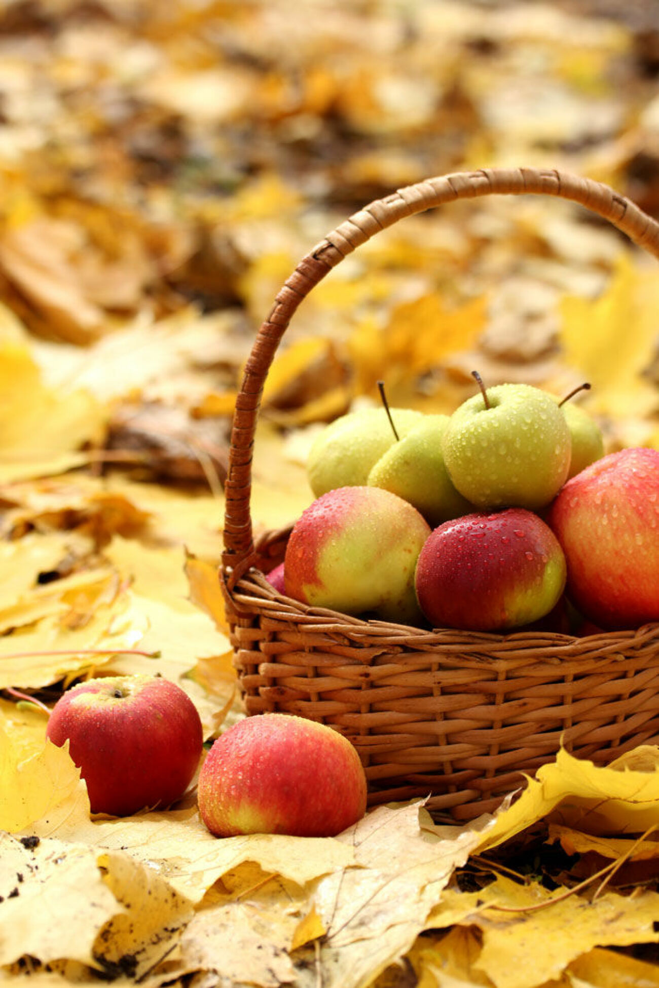 Gula löv och äpplen i en korg. Foto: Shutterstock. 