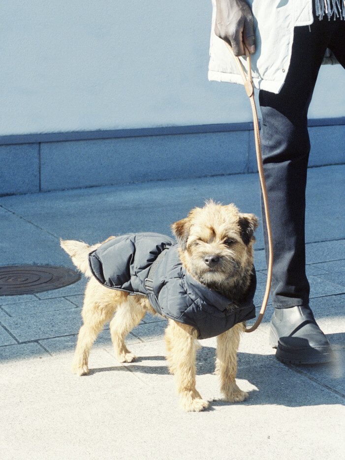 Valp i dunrock från Arket. Hundjacka Arket