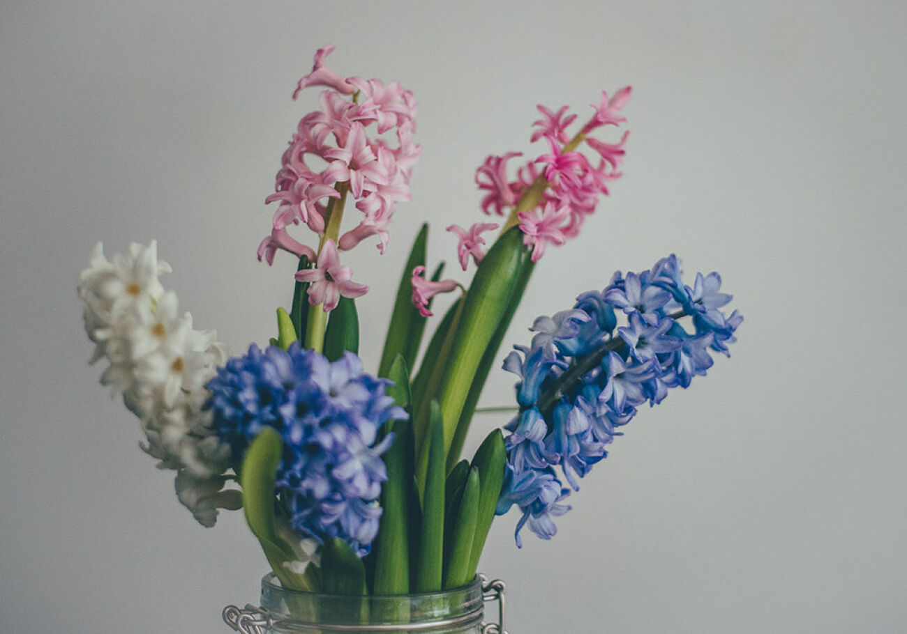 Hyacinter i rosa, vitt och blått i vas