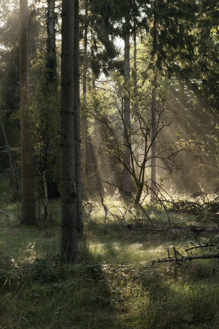 »Vi har ingen vanlig trädgård runt huset, med en häck eller ett staket som avgränsar. Skogen runt omkring huset är vår trädgård. Under sommaren försvinner huset nästan i grönskan.« Skogen