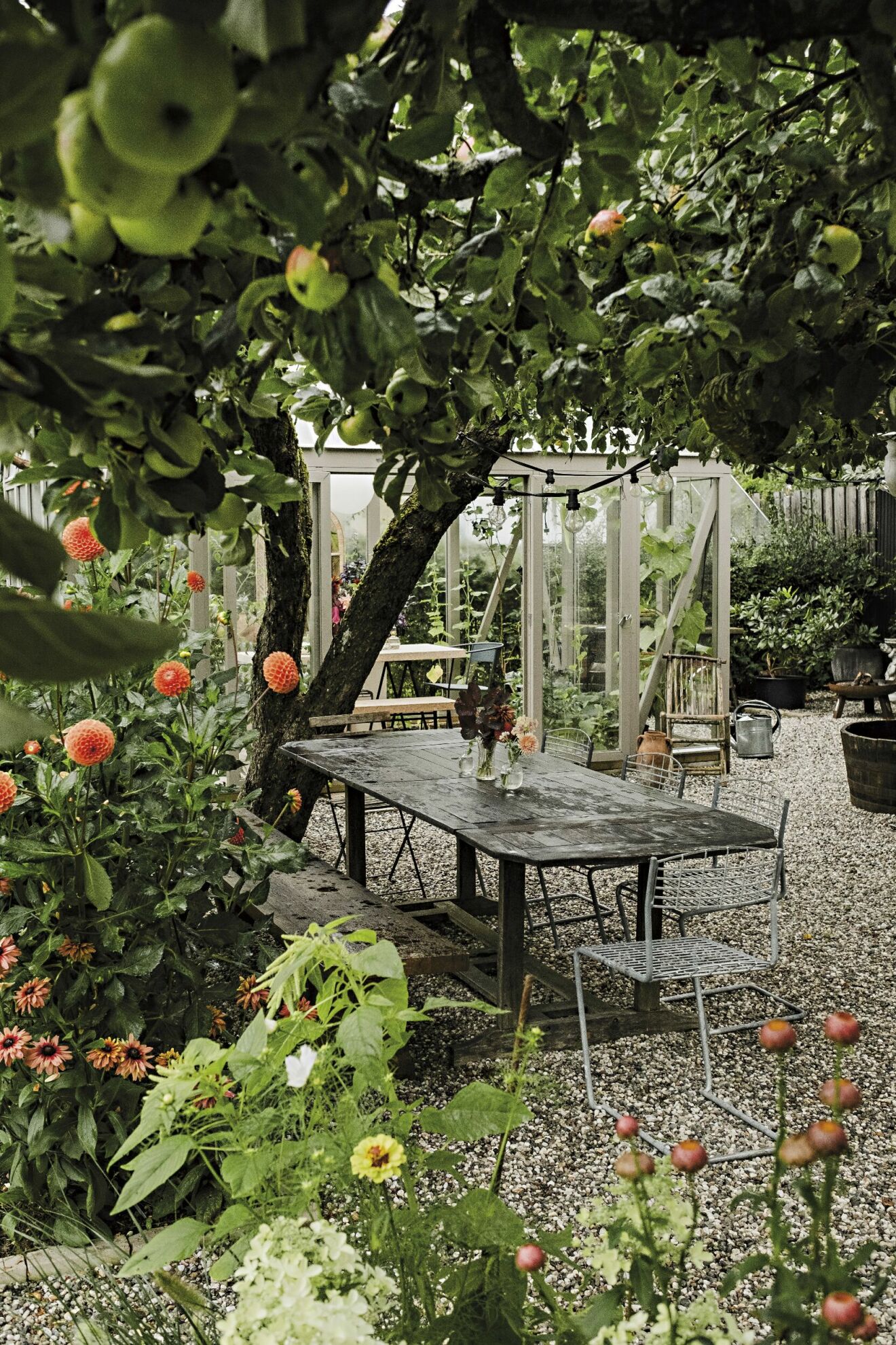 Trädgård i Enskede Nicole Wilson äppelträd dahlior växthus