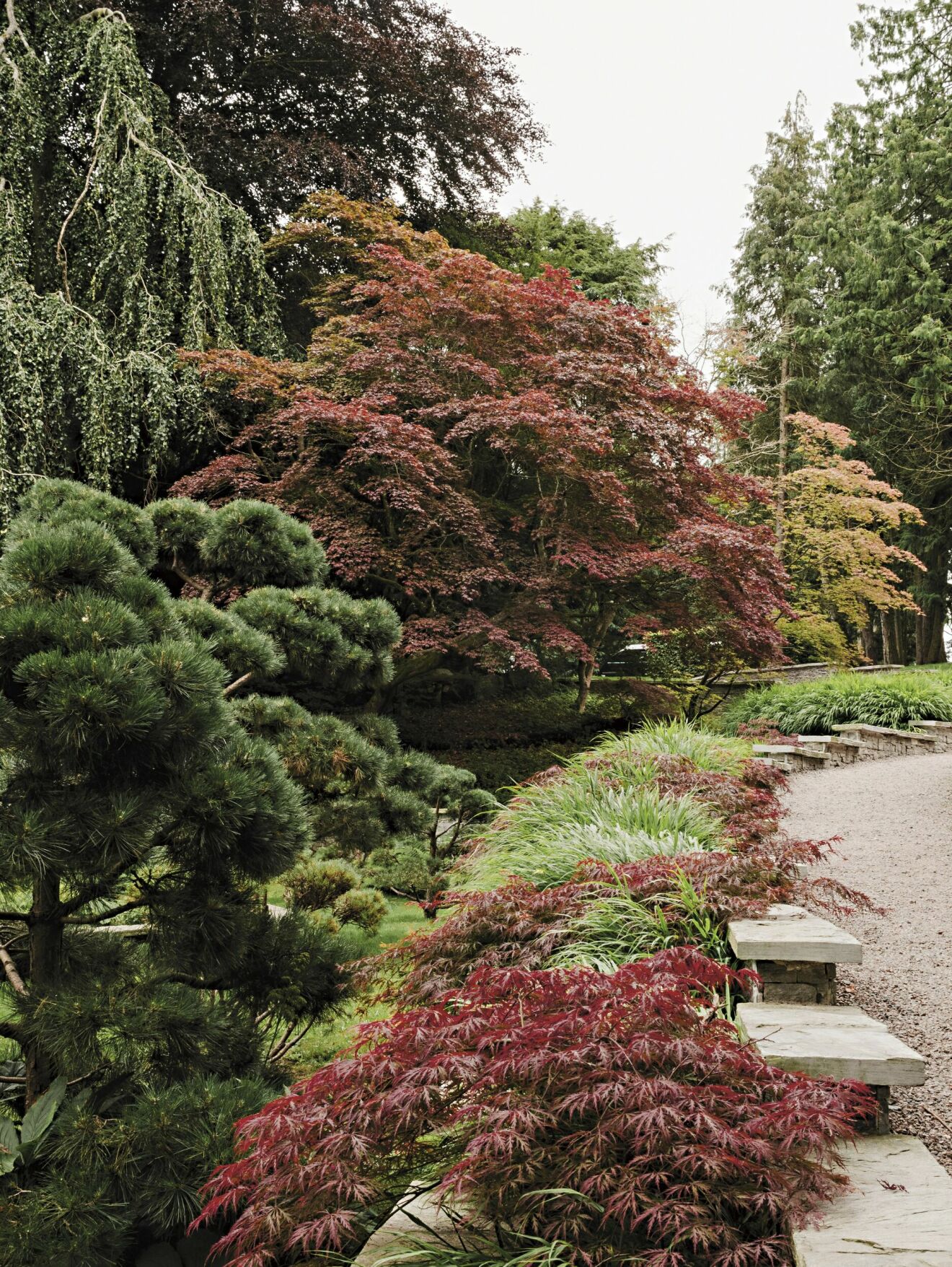 Japansk lönn bonsaiklippt tall prydnadsgräs trädgårdsarkitektur Nicole Wilson