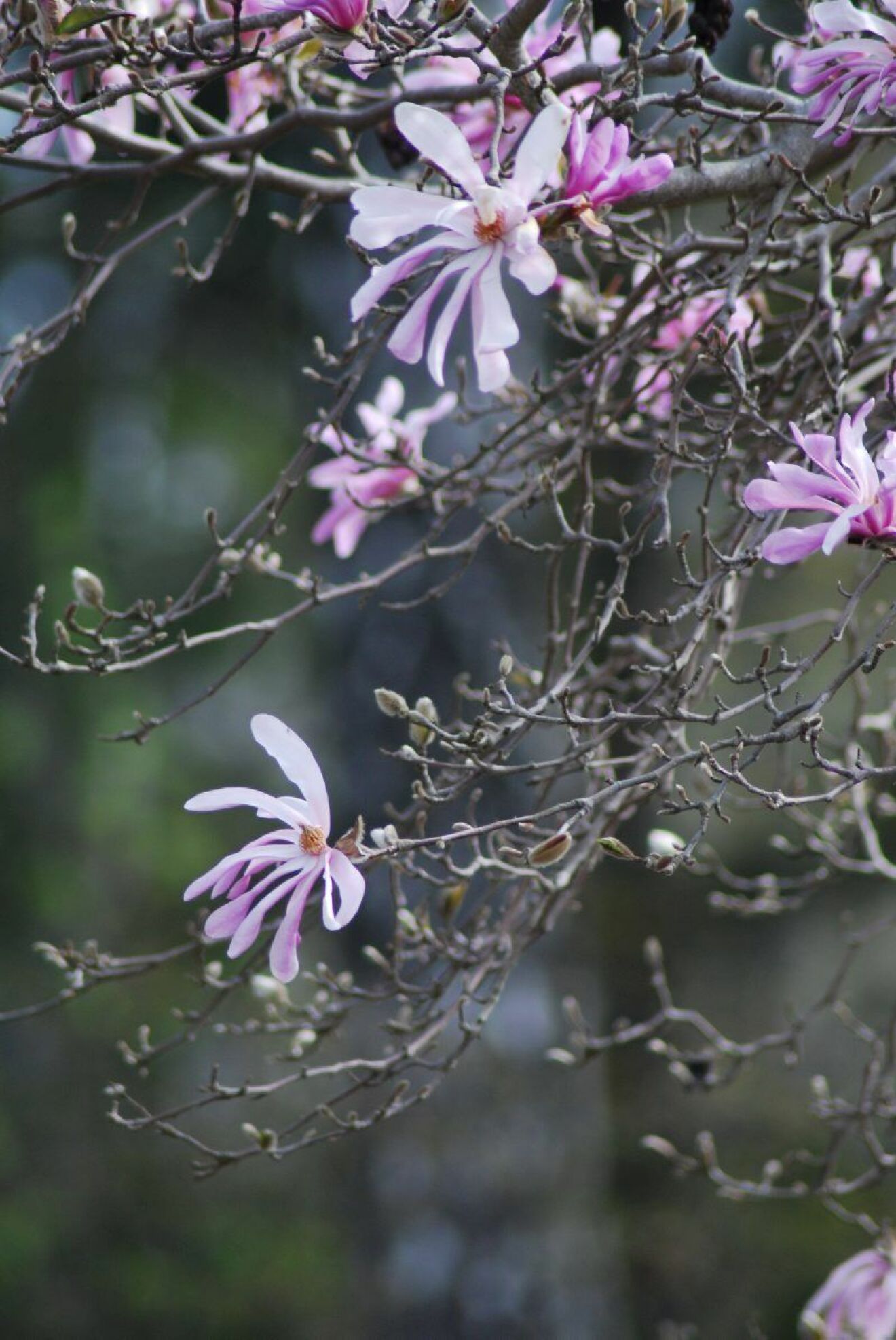 »Leonard Messel är en utav de mest lättodlade magnoliorna. Blir som ett litet buskträd och blommar på bar kvist i april.« Magnolia Leonard Messel, från 398:-, Zetas. 