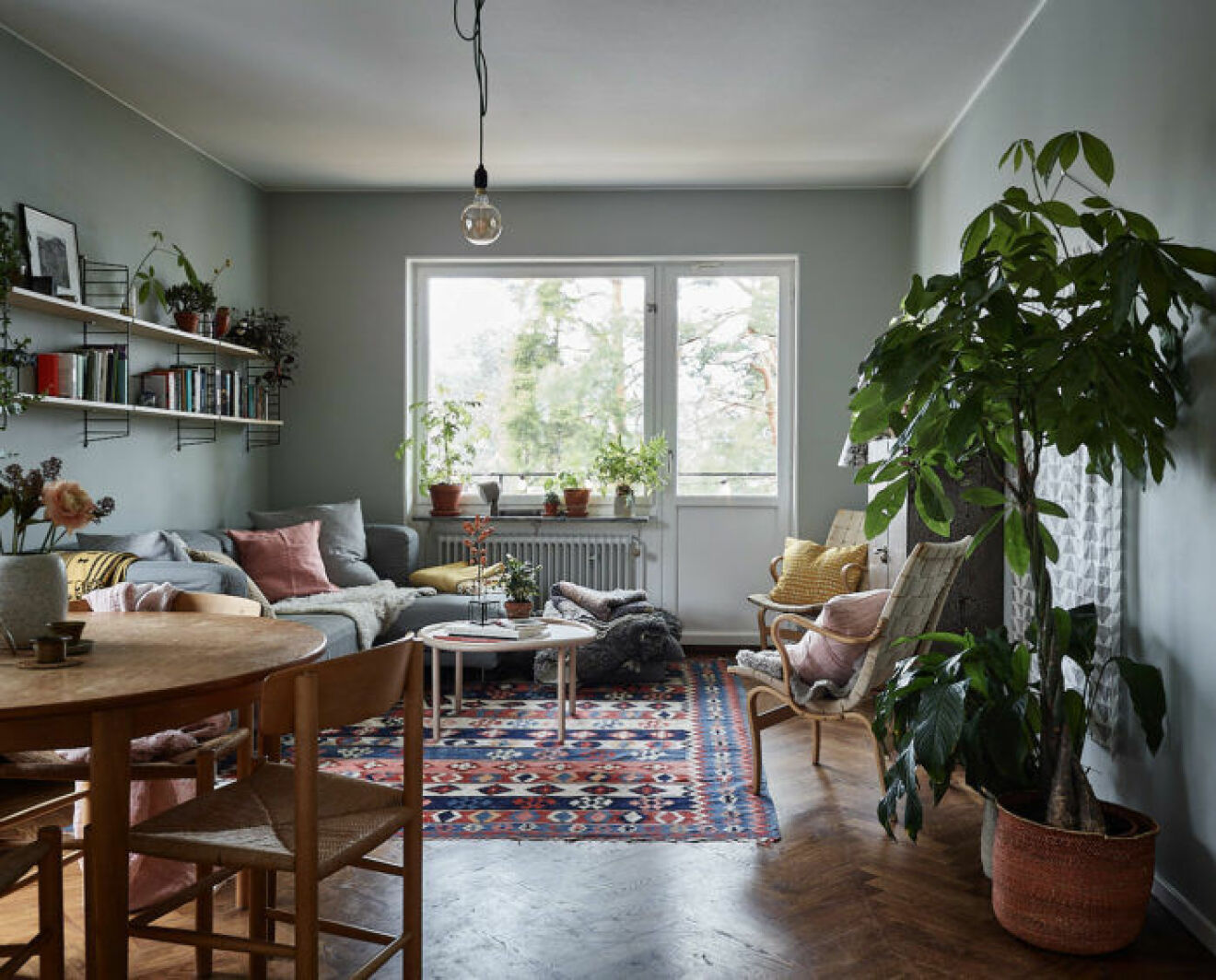 Livingroom with grey painted walls, colourful rug and green plants and indoor trees.