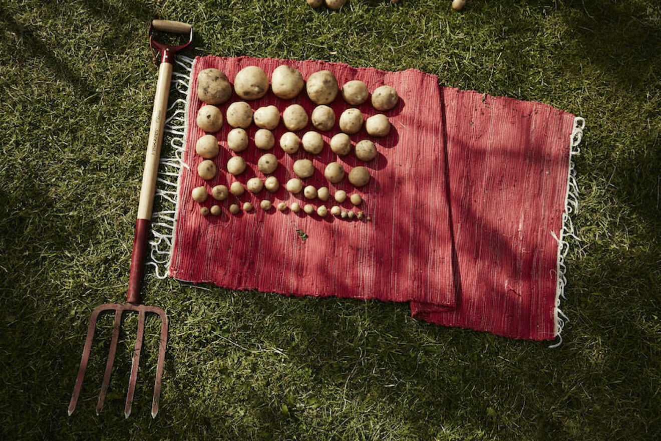 Bild på potatisar utlagda på en röd flagga från Elin Unnes kolonilott. 