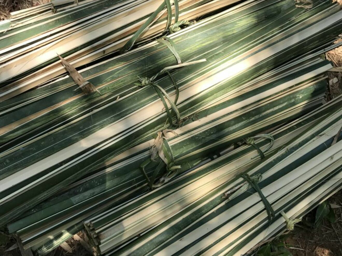 bambu skugga