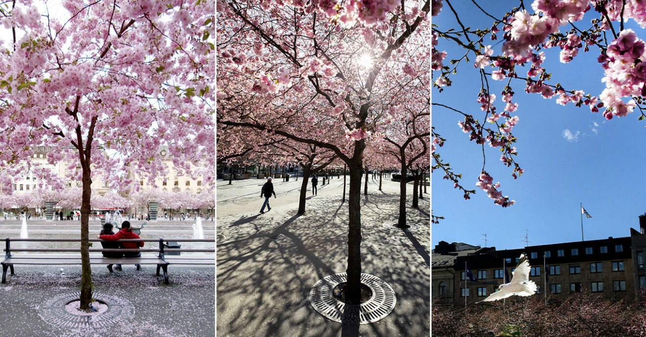 Japanska körsbärsträd Stockholm Kungsträdgården