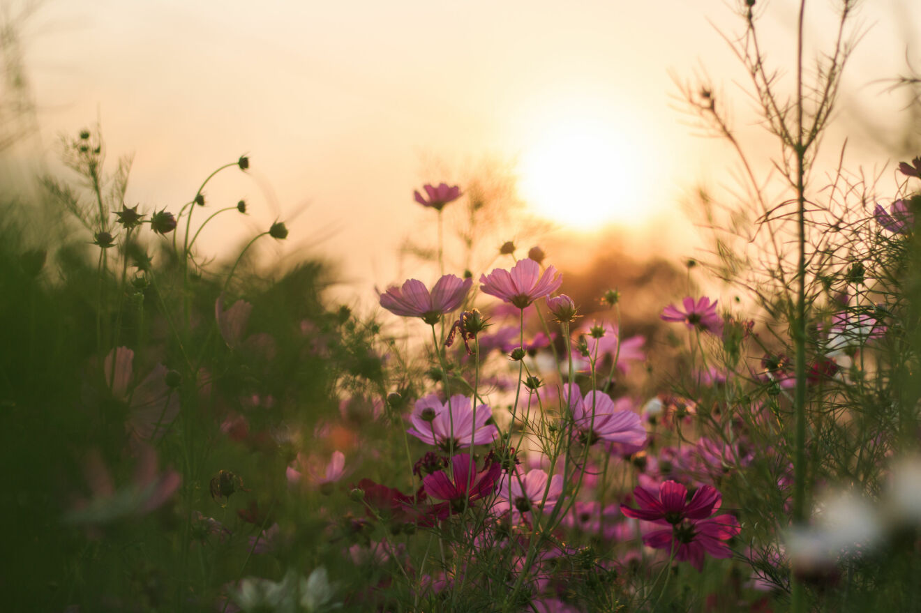 Blommor i solnedgången