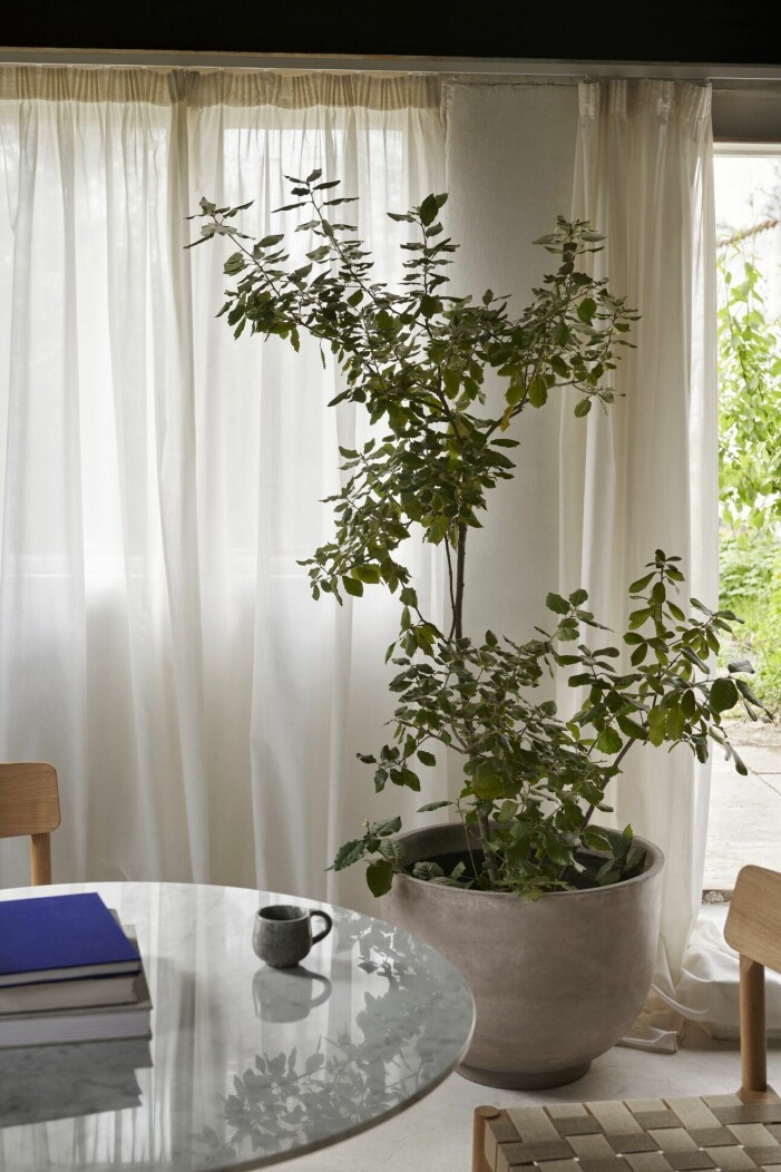 <span class=" bold" data-lab-bold_desktop="bold">Tips! </span>Låt en maffig grönskande växt (eller två!) agera snyggt blickfång i hemmet. Foto: &tradition. Inredningstrender 2022, växter