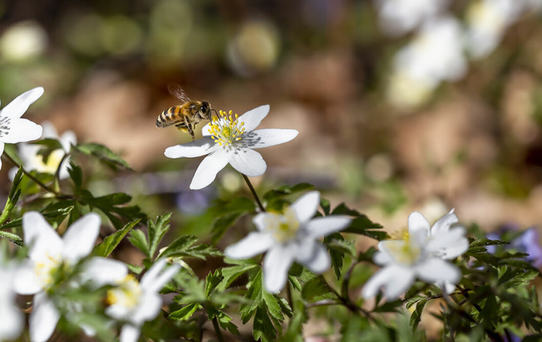 bi pollinering