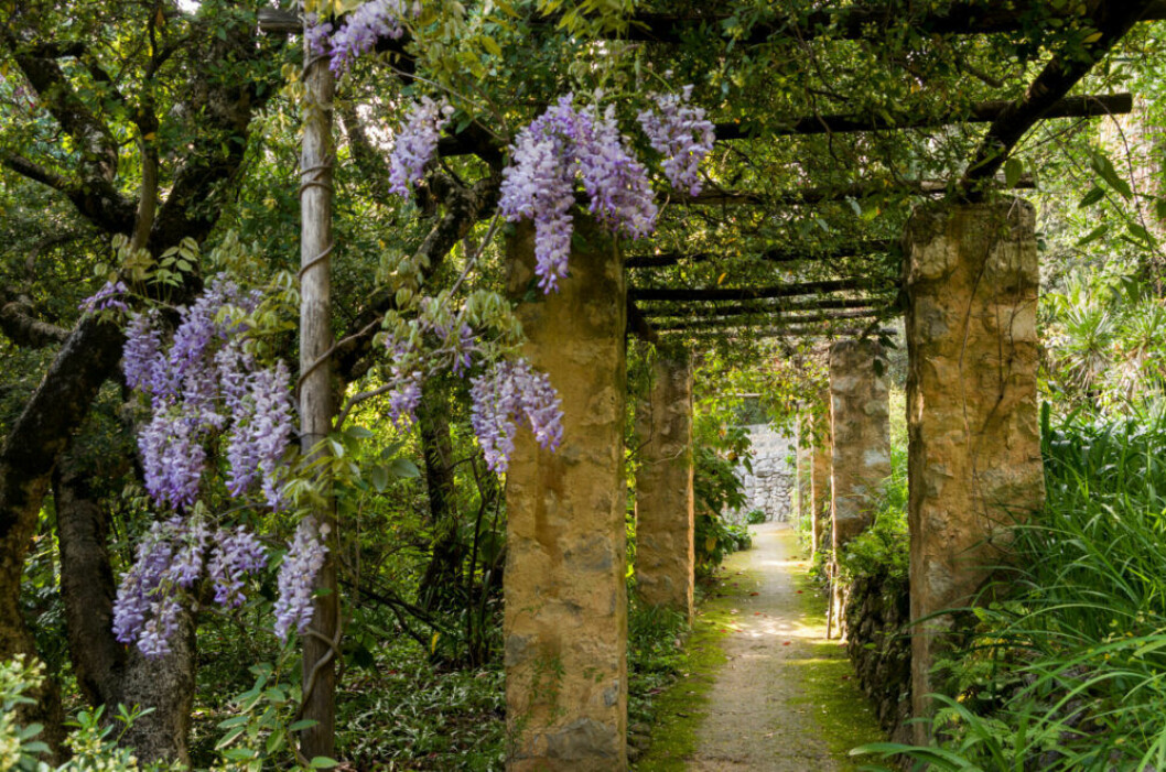 Jardin de la Madone utanför Menton. Pelargång i sydfranska trädgården Jardin de la Madone