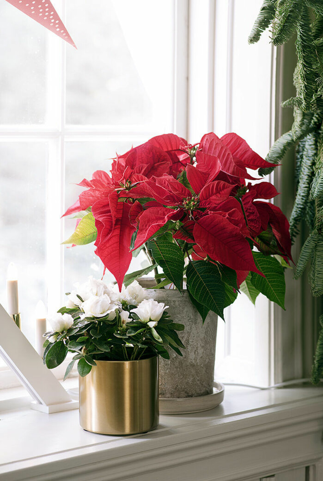 Den röda julstjärnan är en klassisk favorit bland svenskar. Julstjärnan och amaryllisen är julens populäraste blommor även 2019