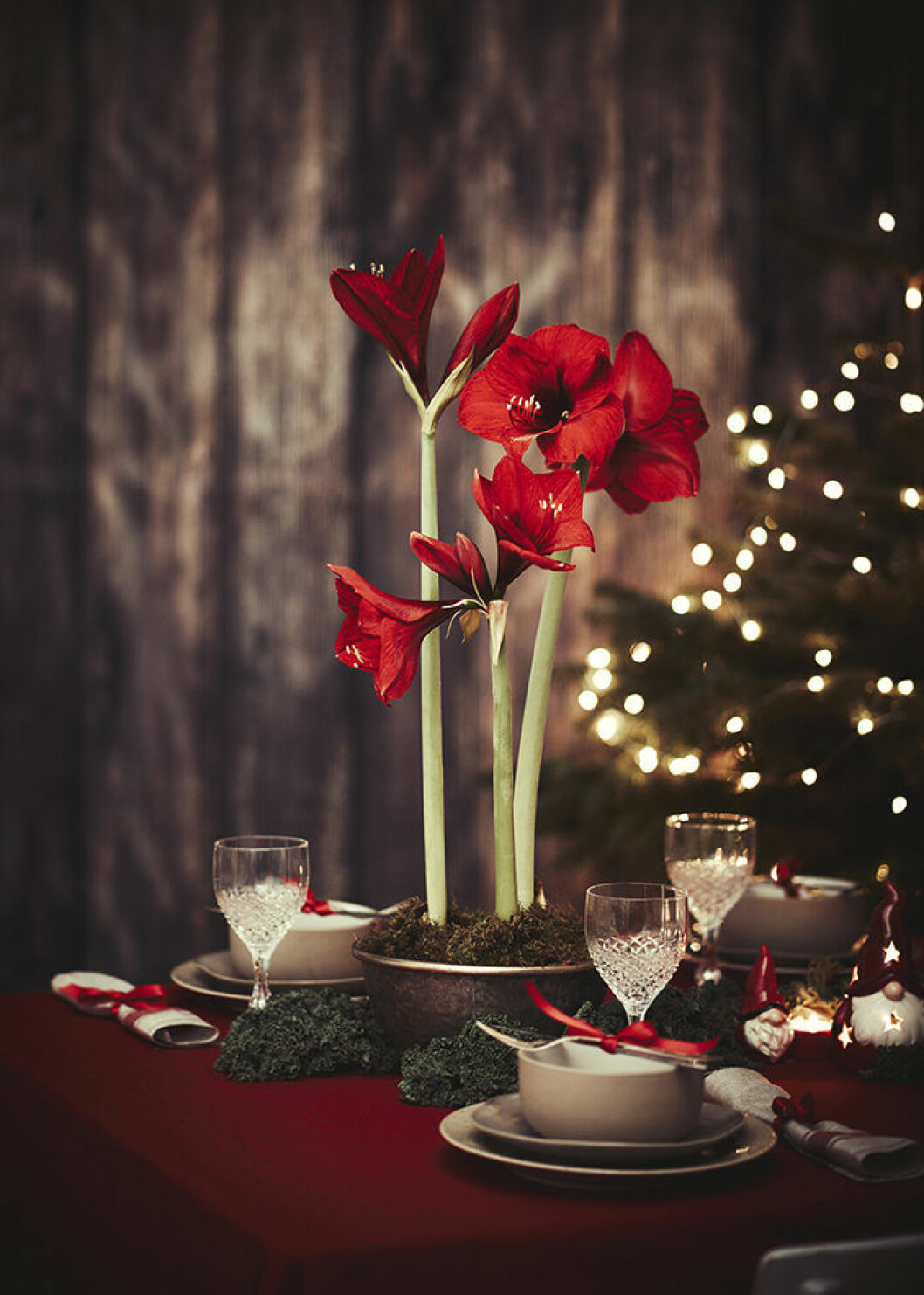 Traditionsenligt i rött är alltid ett säkert kort i juletider. Röd amaryllis är både klassiskt och trendigt julen 2019