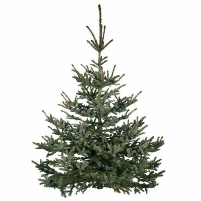 julgran med belysning