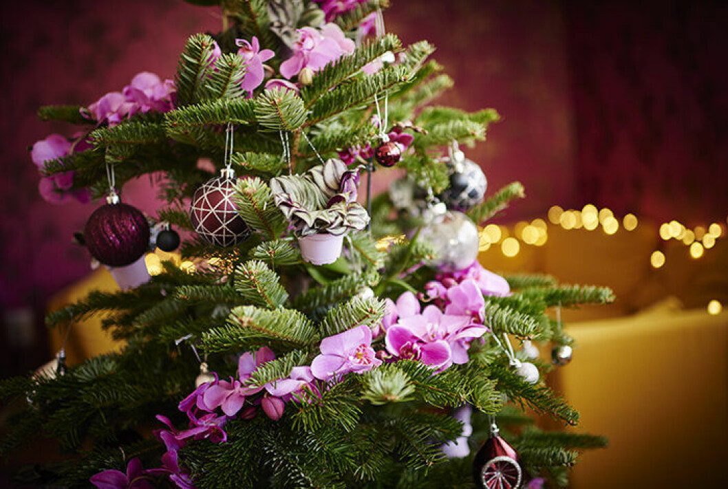 Allt fler vill även dekorera med växter och blommor i julgranen. Allt fler vill dekorera med växter och blommor i julgranen.