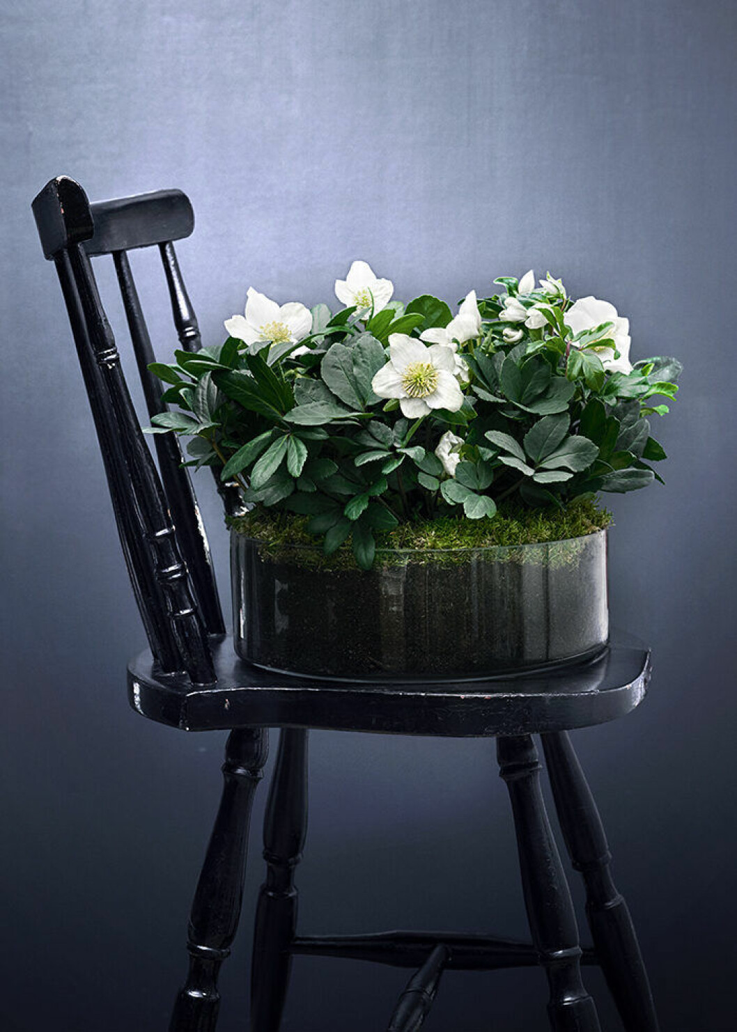 Den vackra julrosen är en uppstickare bland julens trendiga blommor och växter. Julrosen blir alltmer populär bland julblommor
