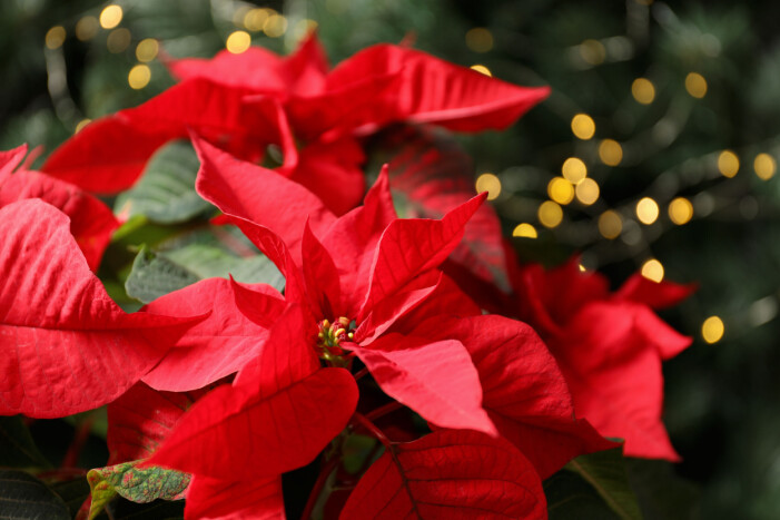 Julstjärnan kniper förstaplatsen bland svenskarnas populäraste julblommor även i år. Röd julstjärna blomma
