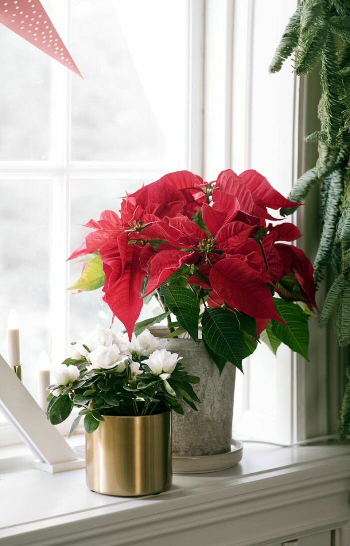 Julstjärnan är svenskarna julfavorit, enligt en stor undersökning. På andra och tredje plats kommer Amaryllis och Hyacint. Julstjärna i fönster