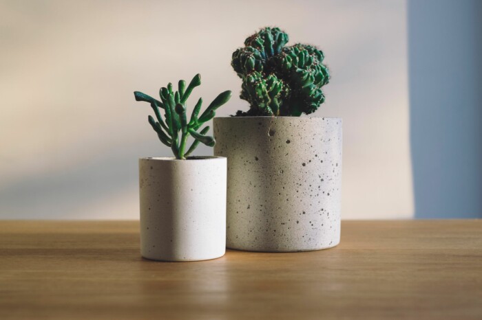 Kaktusar och suckulenter med skulpterade former är trendiga inomhusväxter i år. Foto: Unsplash/Freddie marriage suckulenter och kaktusar är lättskötta inomhusväxter