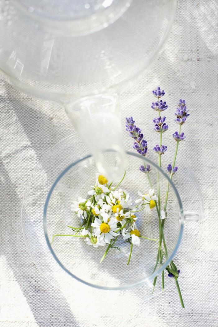 Kamomill gör sig fint både i mat och dryck. Foto: TT. Kamomill är en ätbar blomma