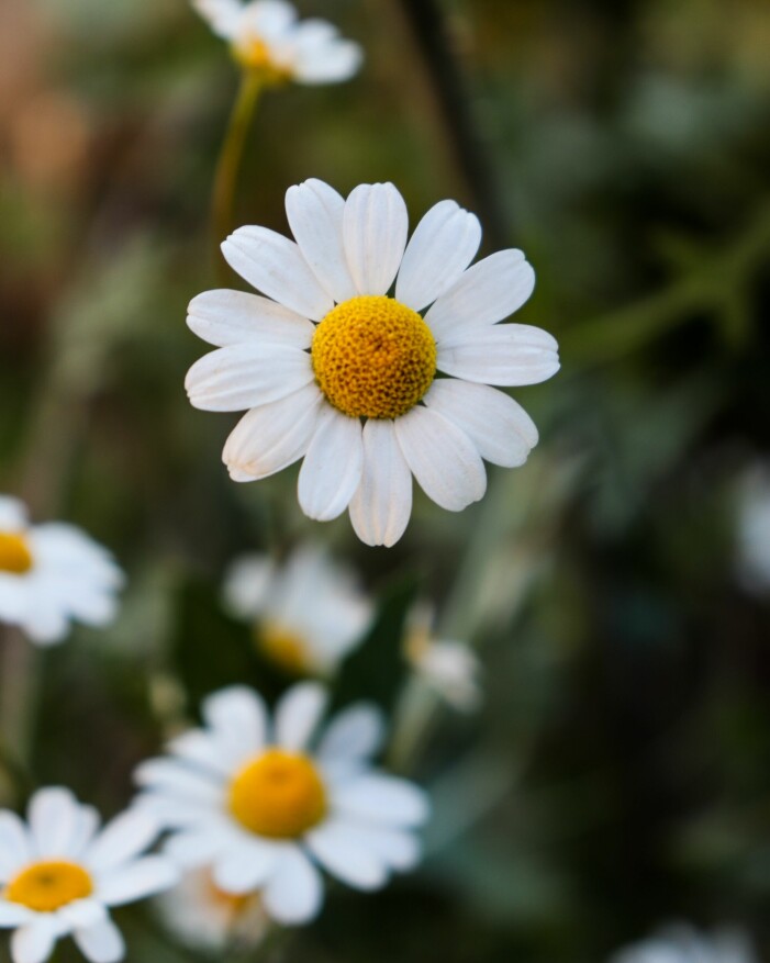 Uppiggande kamomill boostar både hem och humör. Snittblommor enligt stjärntecken blomtrender, kamomill