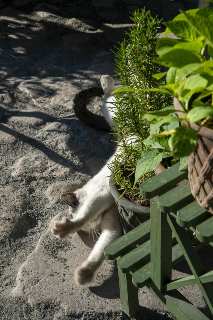 Katterna JC och Leopold bor också på Eklaholm och lever ett gott liv där. Hemma hos Karl Fredrik på Österlen katten