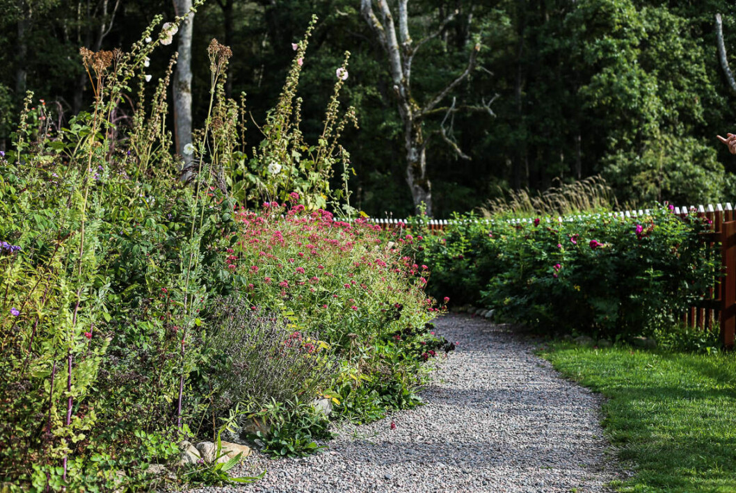 Zinnia, morötter, luktärter och fänkål trivs i trädgårdens upphöjda täckodlade bäddar. Bild från Tjolöholms Allmogeby.