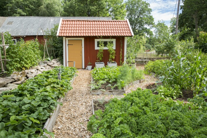 Breda gångar, en bod för redskapen, dignande odlingslådor – drömmen för många. Att hämta inspiration på något koloniområde är ett smart drag av den som vill anlägga en köksträdgård. Kolonister är ofta duktiga odlare med fiffiga lösningar. Återvinn gärna material när du bygger odlingsbäddarna. Här är kanterna Skapa din egen köksträdgård
