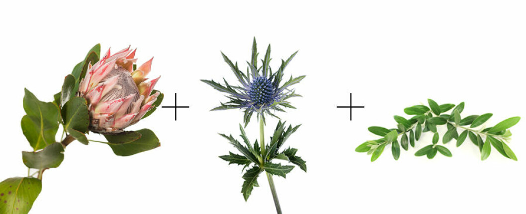 kombo2-snittblommor2