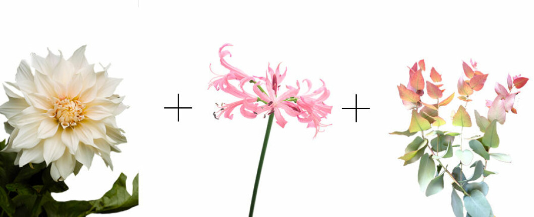 kombo3-snittblommor