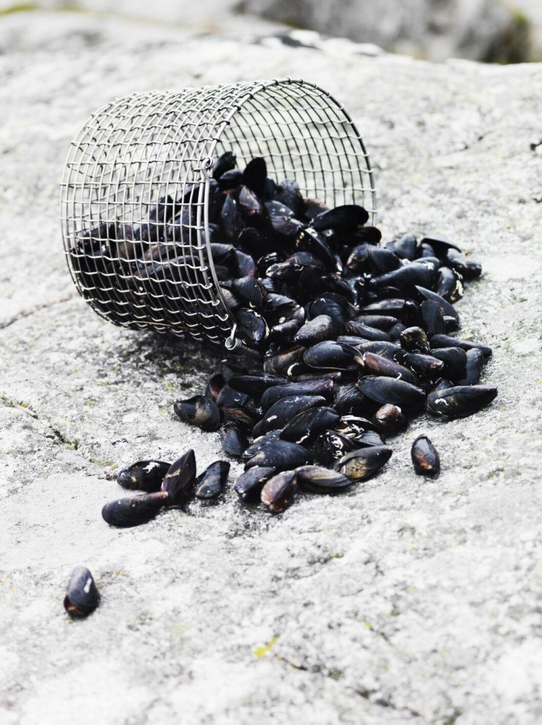 Numera varvar Katrin Persson inredningsmässor med utomhusjobb till havs för den nystartade musselodlingen. Korbo_5