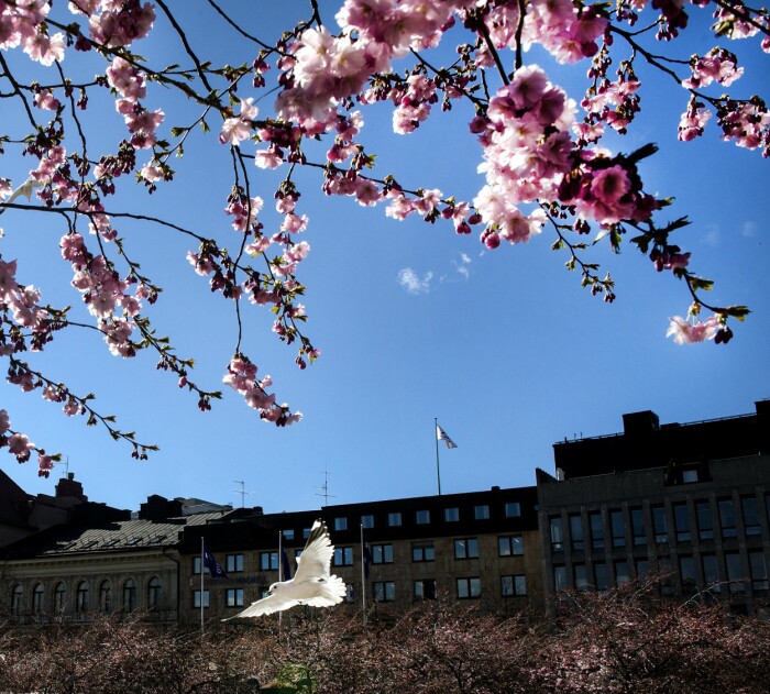 Japanska körsbärsträd Stockholm Kungsträdgården