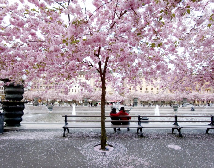 Japanska körsbärsträd Stockholm Kungsträdgården