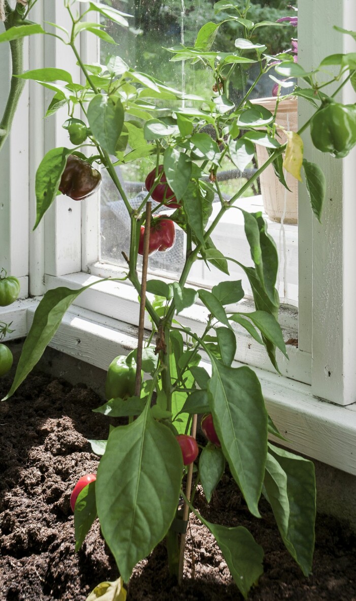 Chili och andra kryddväxter som kan användas i matlagningen odlas flitigt. Lena planterar om, klipper och pysslar så mycket hon bara kan i sitt växthus.