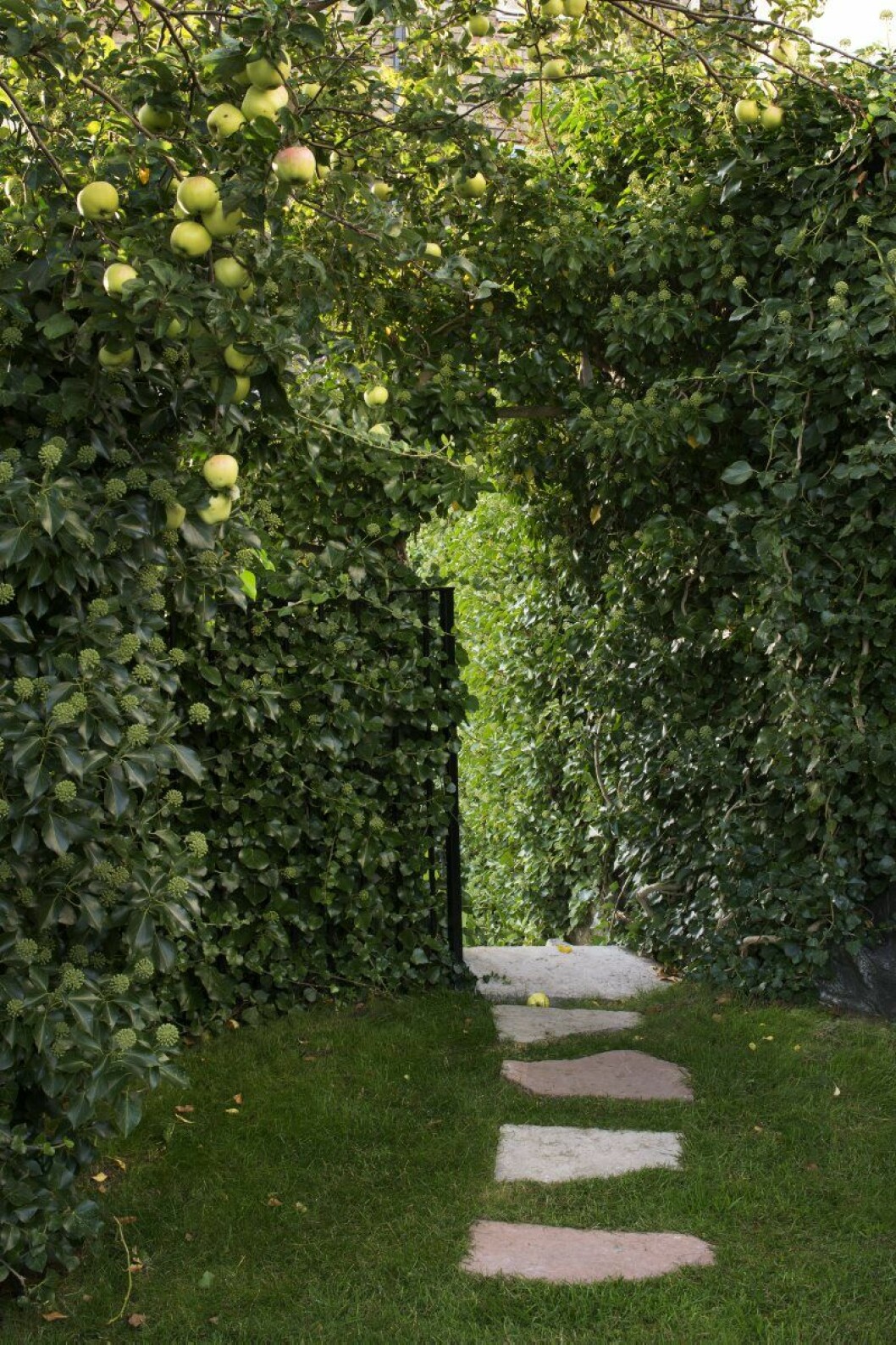 Det försvunna paradiset. Här tog trädgården förut stopp, och djungelns lag rådde. Men Anna och Mattias har nu erövrat nästan hela den igenvuxna tomten. Murgrönan blommar, vilket bara mycket gamla murgröneplantor gör. Det försvunna paradiset. Här tog trädgården förut stopp, och djungelns lag rådde. Men Anna och Mattias har nu erövrat nästan hela den igenvuxna tomten. Murgrönan blommar, vilket bara mycket gamla murgröneplantor gör.