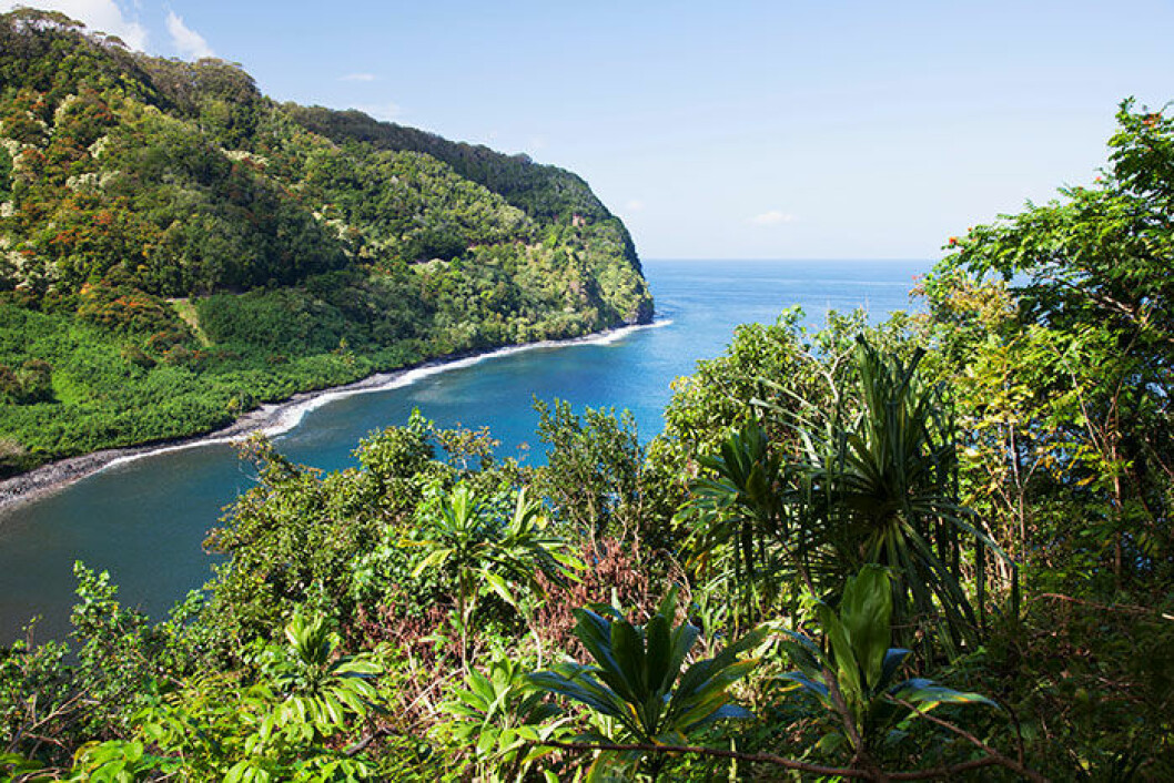 Prunkande grönska längs med vägen till Hana, Maui. maui