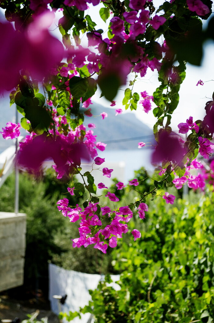 Omedelbar medelhavskänsla med drömsk bougainvillea, en färgstark soldyrkare. Foto: TT. Inred med bougainvillea pa balkongen elle uteplatsen