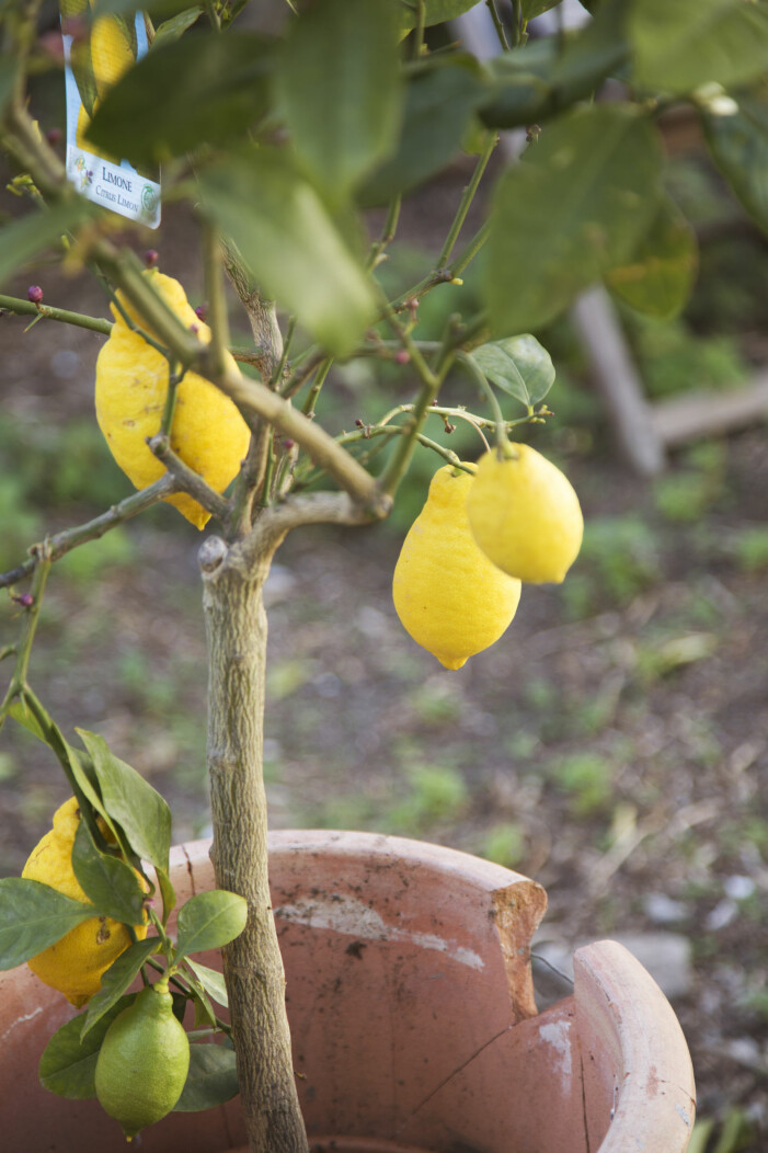 Förtjust i citrus? Komplettera citronträdet med andra somriga citrusträd för en extra drömmig känsla. Foto: TT. Trendiga medelhavsväxter för balkong och uteplats, citronträd
