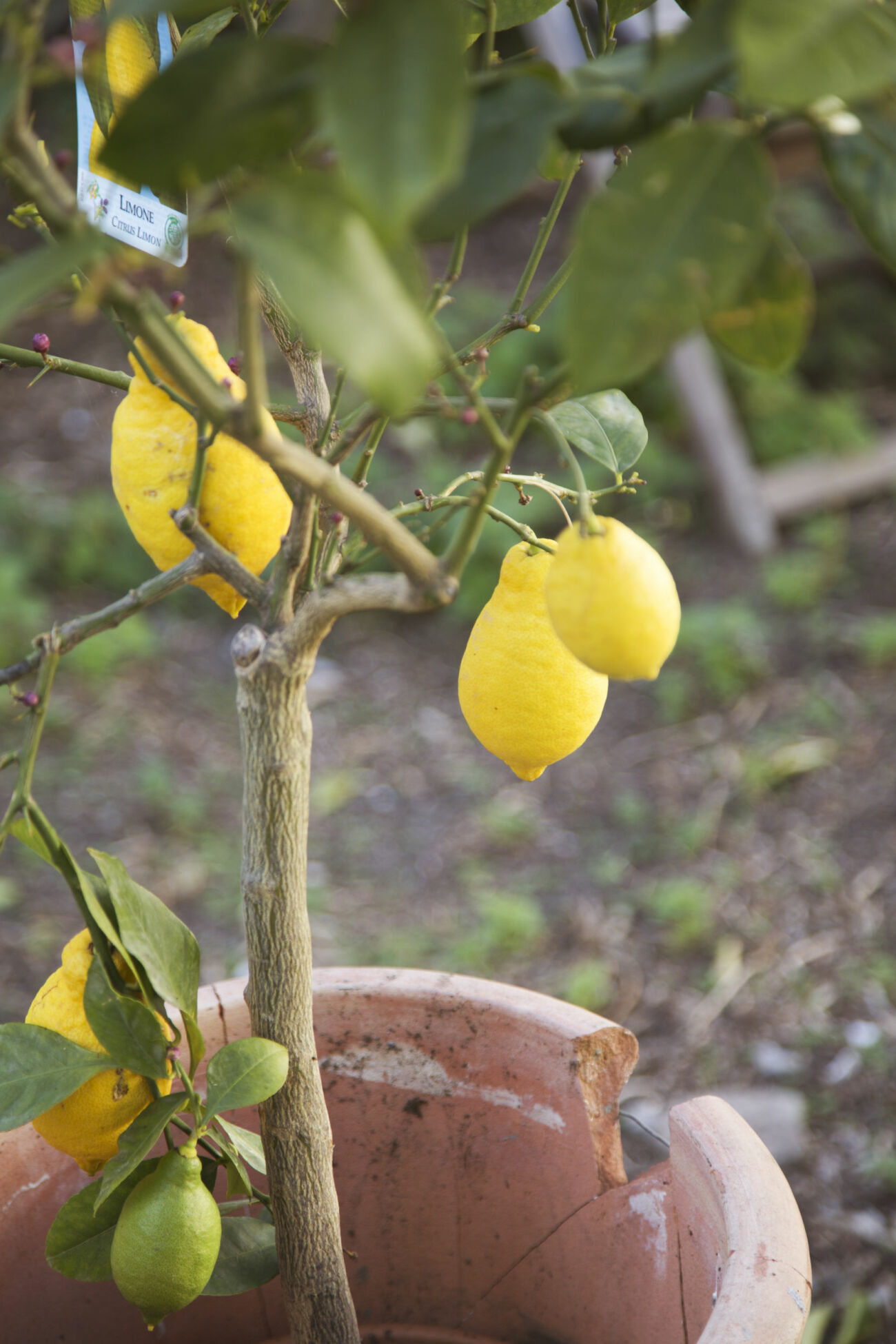 Trendiga medelhavsväxter för balkong och uteplats, citronträd