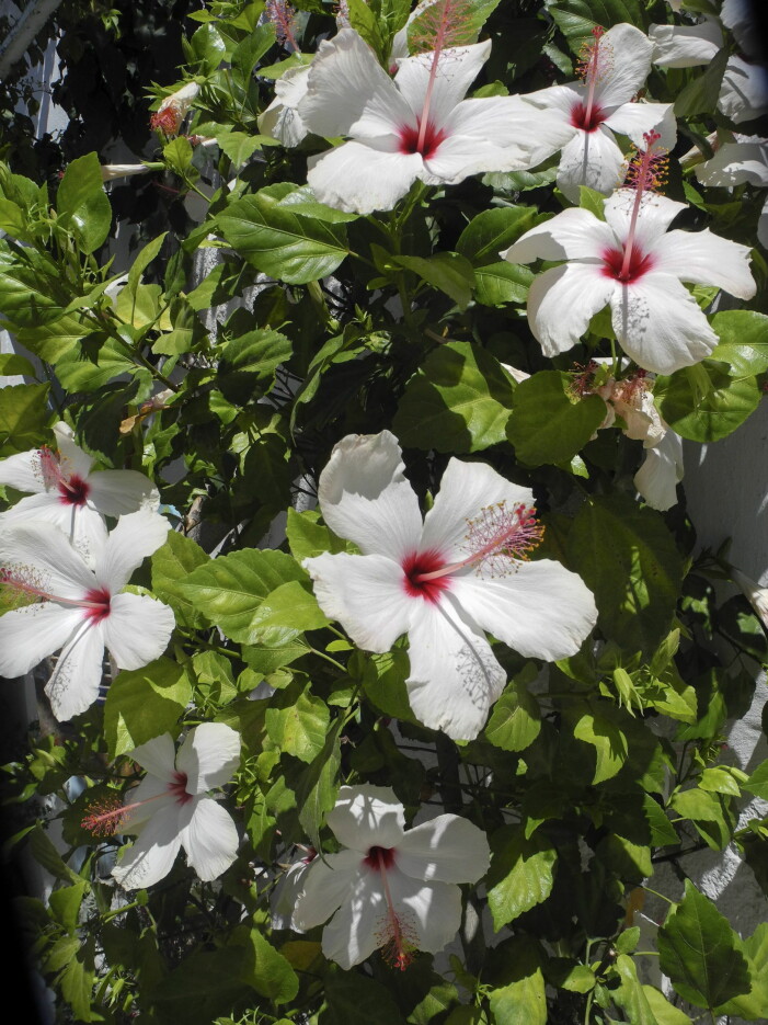 Hibiskus kommer i flera färger och utföranden, här i en vackert vit variant. Foto: TT. Så inreder du med trendig hibiskus på balkongen och uteplatsen