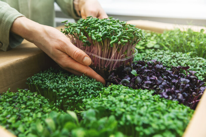 Microgreens är optimala att odla inomhus och passar perfekt att dekorera måltiderna med i vinter. Microgreens