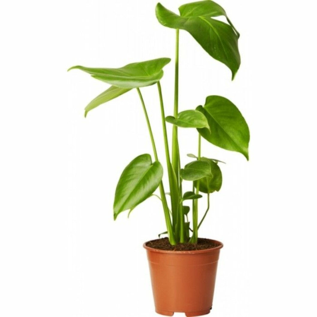 Monstera2