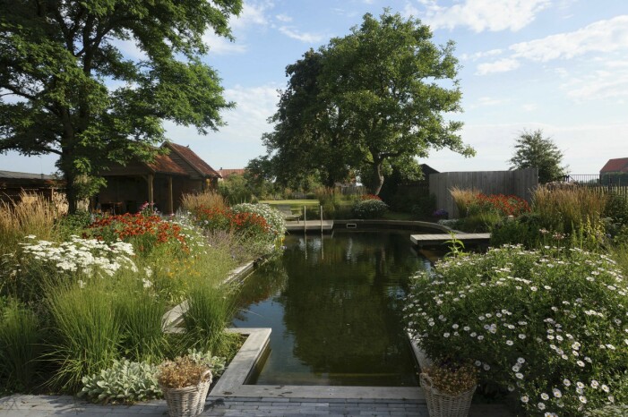 I en naturpool renas vattnet av växterna och ett sandfilter. Här gynnas den biologiska mångfalden och insekter och andra smådjur kan dricka vattnet. Naturpool.