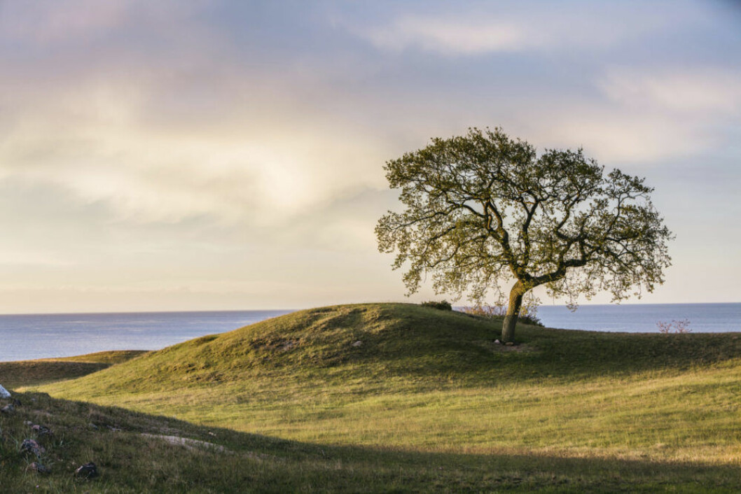 Vackra vyer på Österlen, även kallat Sveriges Toscana. Bulligt landskap vid vackra Österlen.