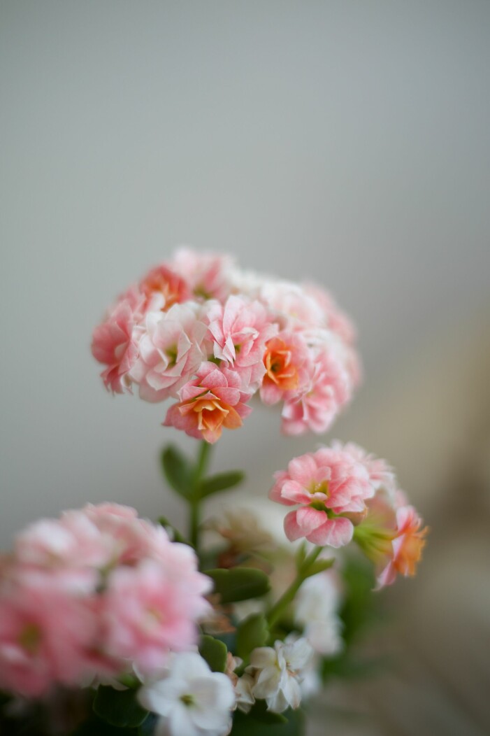 Begonia